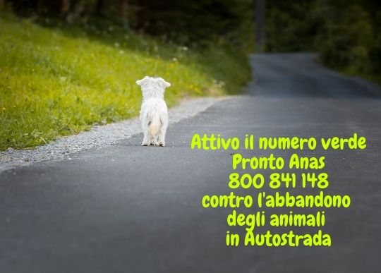abbandono animali n verde autostrada.jpg